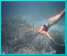 As the few clouds that may be around in this area of the world slowly pass, you'll find the reef starting to glow and show off its many colours.