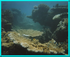 Exploring the reef is indeed great fun.