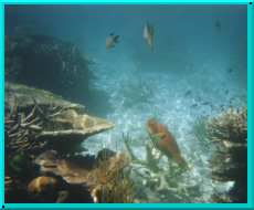 You'll find many species of fish here just as nosey and curious about you as you of them!